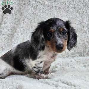 Biscuit, Dachshund Puppy